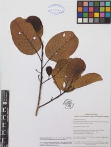 Pseudomonotes 2