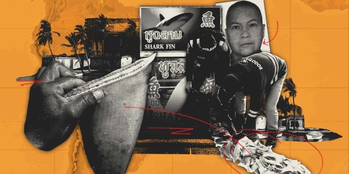 celeste shark – final