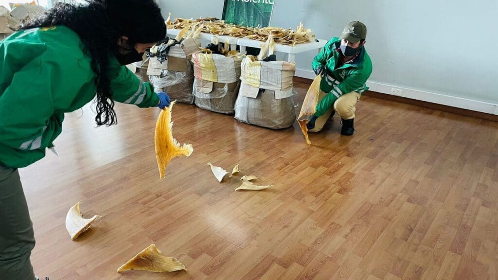 Aletas de tiburón, cartel de Cali, narcotráfico