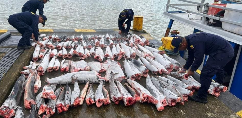 incautación, tiburones, pescadores, aletas de tiburón