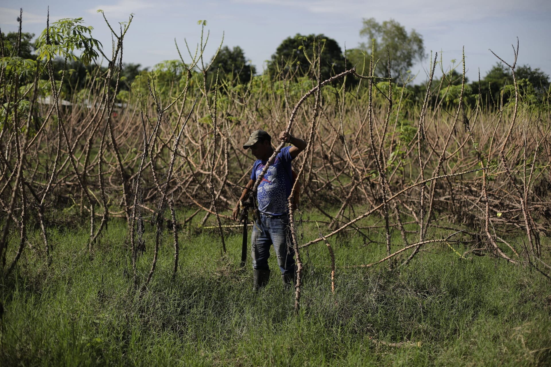 Misael López, un campesino de la aldea El Socorro, en El Progreso, Yoro, muestra sus cultivos de yuca dañados por las inundaciones que dejó la tormenta tropical Julia. Foto CC/Jorge Cabrera.