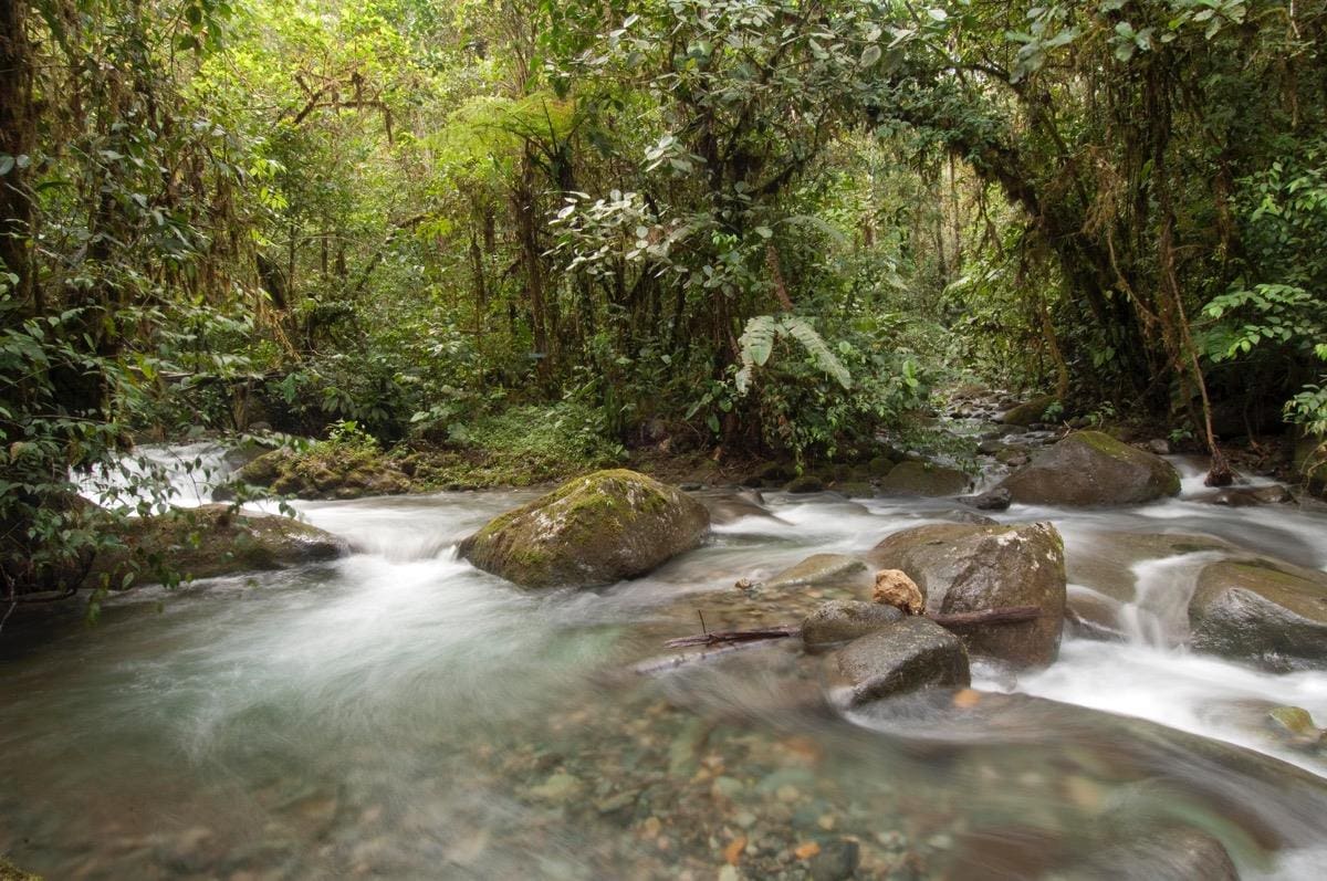 Bosque Protector Los Cedros