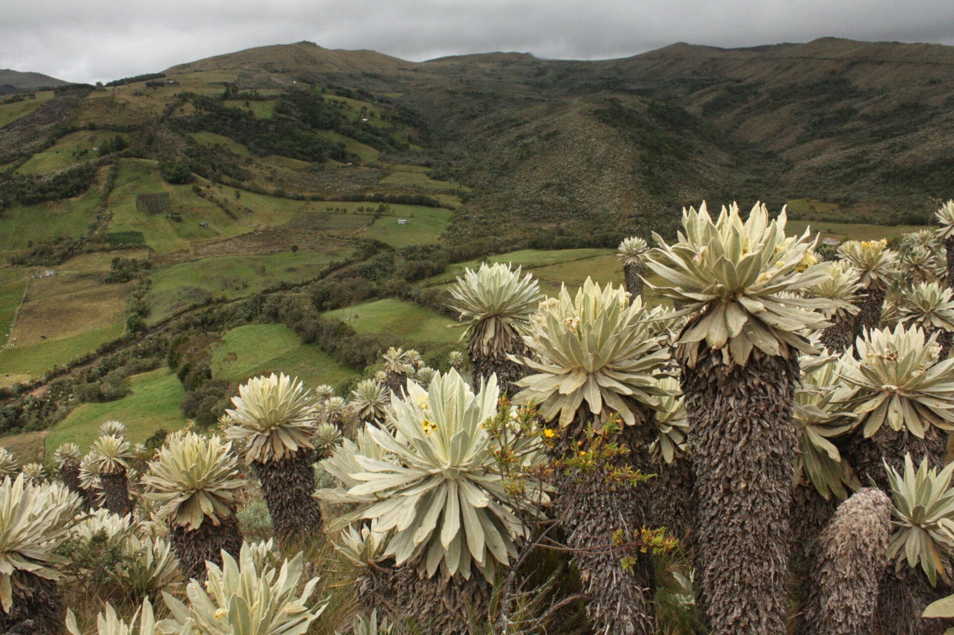 Frailejo?n