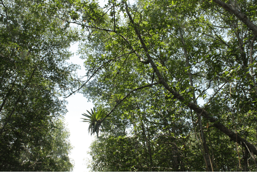 selva