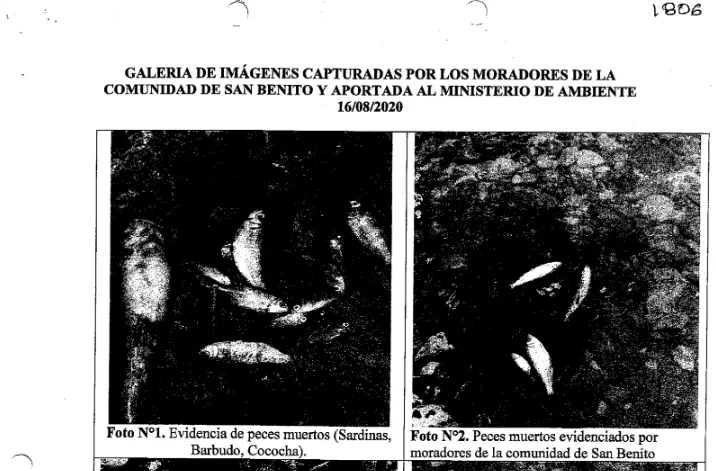 Peces-muertos-San-Benito