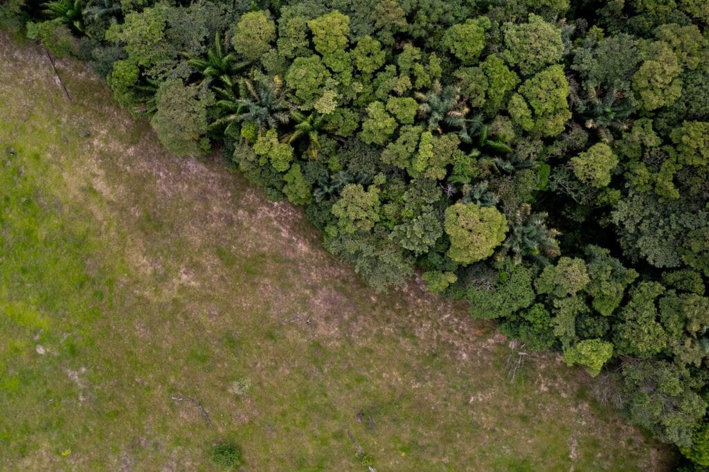 dron-bosque
